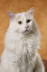 Turkish van Portrait