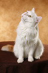 sitting Turkish van