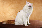 Turkish van