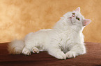 Turkish van