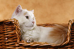 Turkish van