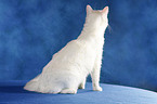 Turkish van