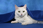 white cat