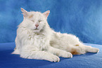 Turkish van