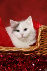 Turkish van