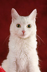 white cat