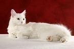 white cat