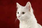 white cat