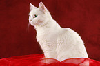 white cat