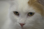 Turkish Van Portrait