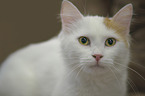 Turkish Van Portrait