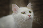 Turkish Van Portrait