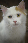 Turkish Van Portrait