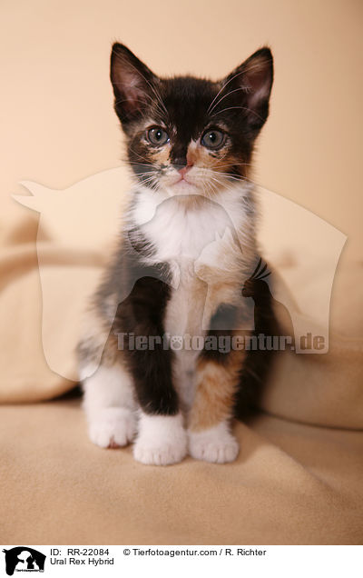 Ural Rex Hybride / Ural Rex Hybrid / RR-22084