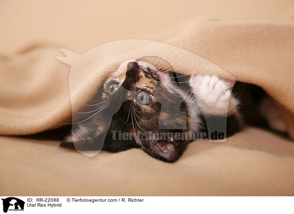 Ural Rex Hybride / Ural Rex Hybrid / RR-22088