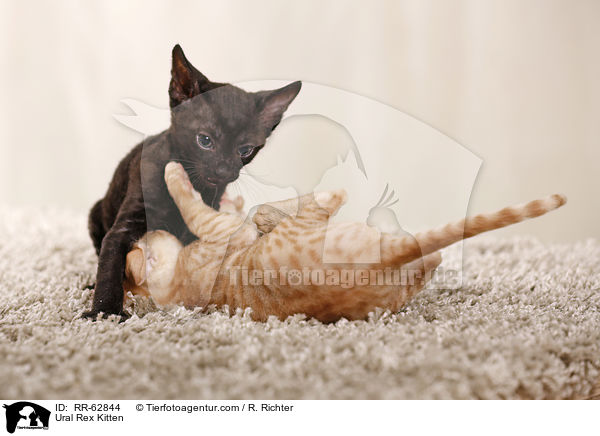 Ural Rex Ktzchen / Ural Rex Kitten / RR-62844