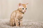 Ural Rex Kitten