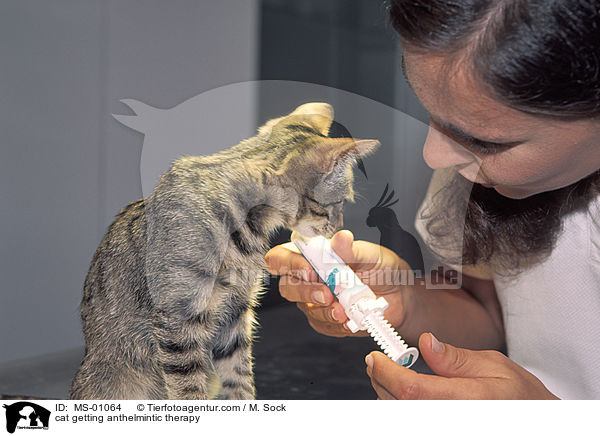 cat getting anthelmintic therapy / MS-01064