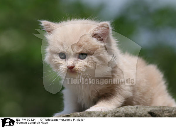 Deutsch Langhaar Ktzchen / German Longhair kitten / PM-02324