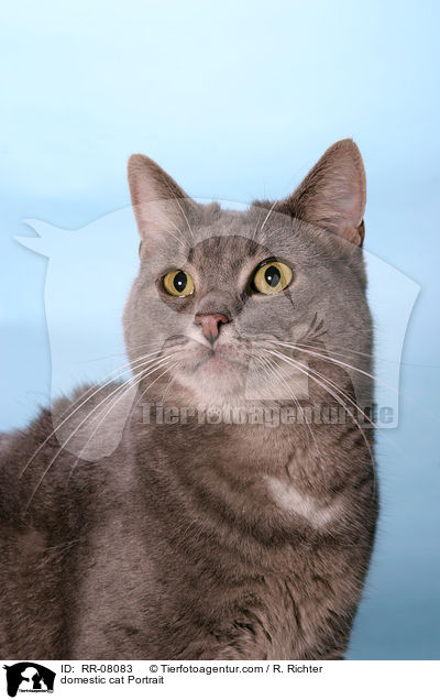 Katze im Portrait / domestic cat Portrait / RR-08083