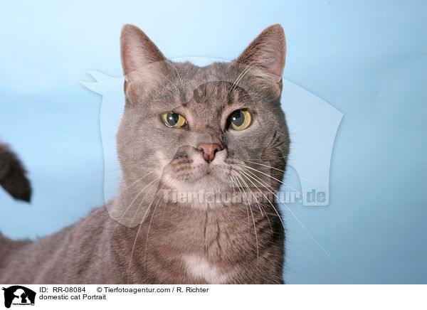 Katze im Portrait / domestic cat Portrait / RR-08084