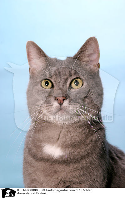 Katze im Portrait / domestic cat Portrait / RR-08088