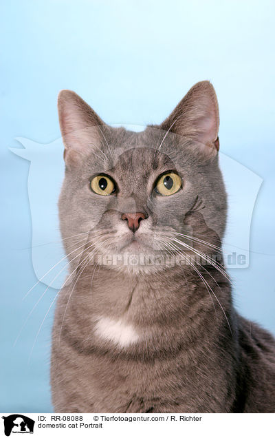 domestic cat Portrait / RR-08088
