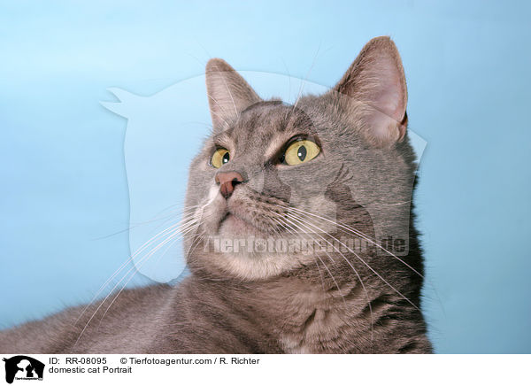 Katze im Portrait / domestic cat Portrait / RR-08095