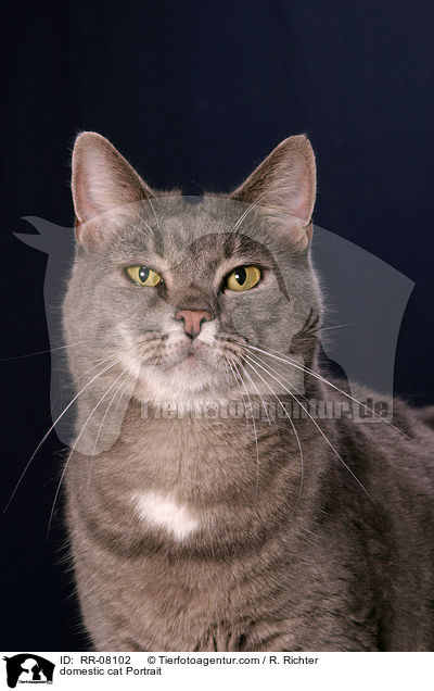 Katze im Portrait / domestic cat Portrait / RR-08102