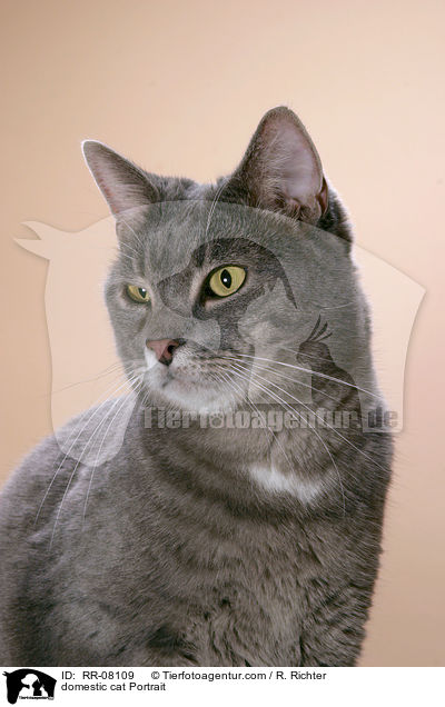 Katze im Portrait / domestic cat Portrait / RR-08109