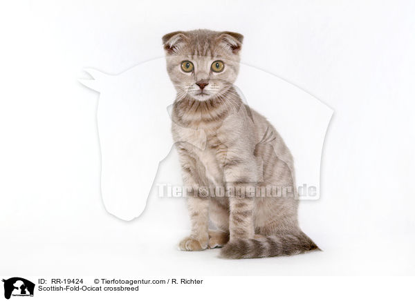 Scottish-Fold-Ocicat-Mischling / Scottish-Fold-Ocicat crossbreed / RR-19424