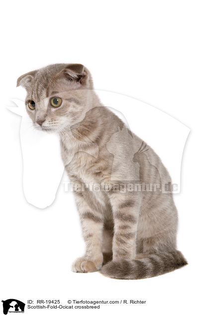 Scottish-Fold-Ocicat-Mischling / Scottish-Fold-Ocicat crossbreed / RR-19425