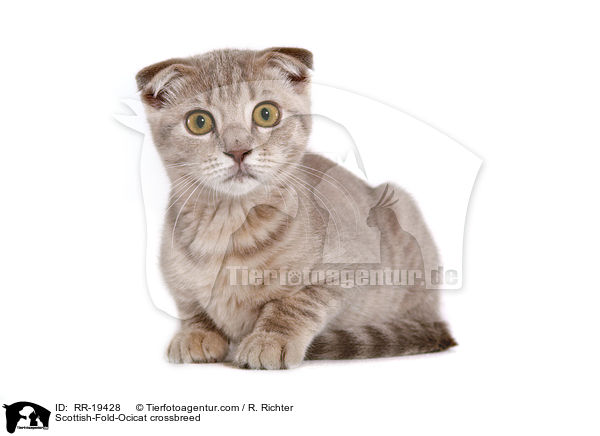 Scottish-Fold-Ocicat-Mischling / Scottish-Fold-Ocicat crossbreed / RR-19428