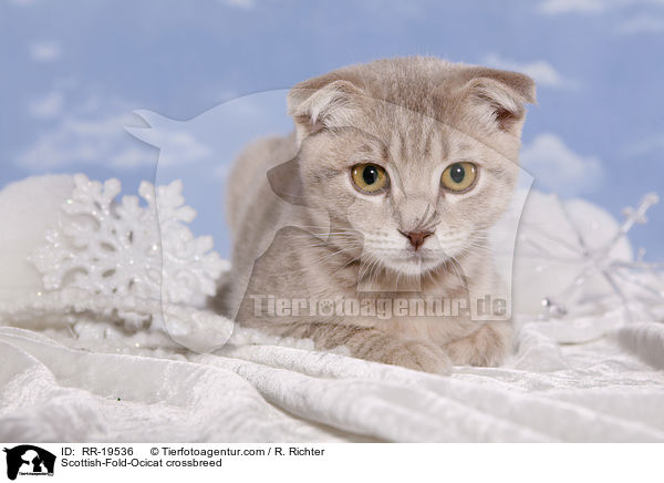 Scottish-Fold-Ocicat-Mischling / Scottish-Fold-Ocicat crossbreed / RR-19536