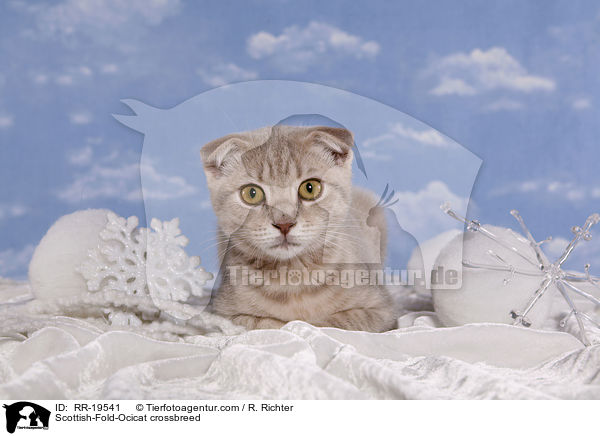 Scottish-Fold-Ocicat crossbreed / RR-19541