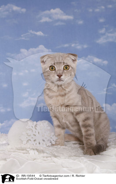 Scottish-Fold-Ocicat-Mischling / Scottish-Fold-Ocicat crossbreed / RR-19544