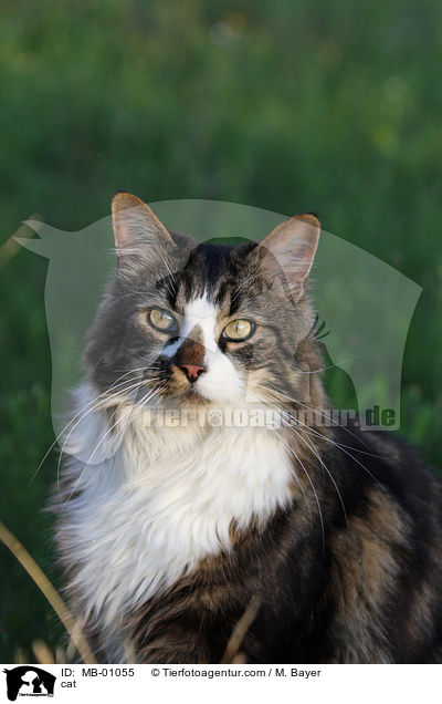 Maine-Coon-Mix / cat / MB-01055
