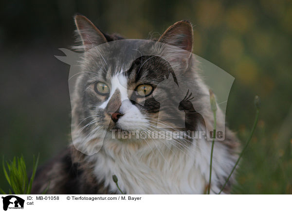 Maine-Coon-Mix / cat / MB-01058