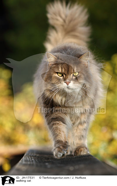 walking cat / JH-17531