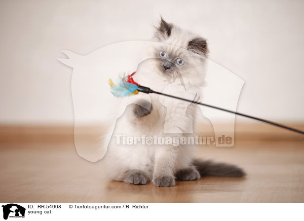 junge Katze / young cat / RR-54008