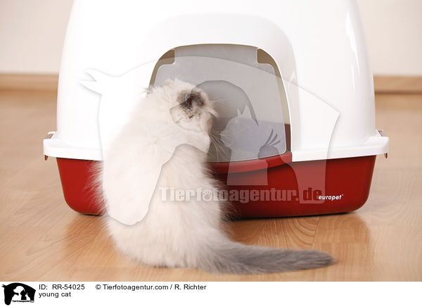 junge Katze / young cat / RR-54025