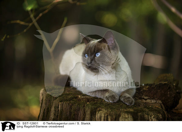 liegender Ragdoll-Siam-Mischling /lying cat / lying Ragdoll-Siamese crossbreed / SST-12801