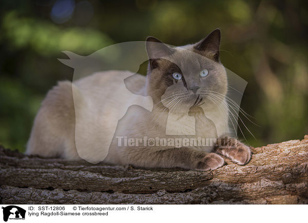 lying Ragdoll-Siamese crossbreed / SST-12806