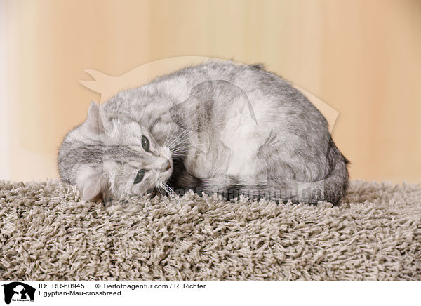 gyptische-Mau-Mischling / Egyptian-Mau-crossbreed / RR-60945