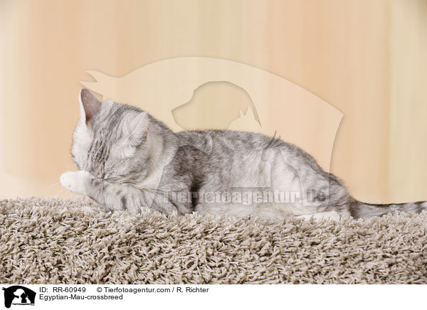 gyptische-Mau-Mischling / Egyptian-Mau-crossbreed / RR-60949