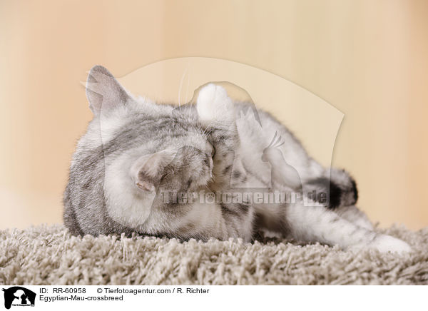 gyptische-Mau-Mischling / Egyptian-Mau-crossbreed / RR-60958