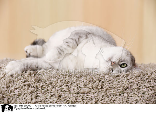 gyptische-Mau-Mischling / Egyptian-Mau-crossbreed / RR-60960