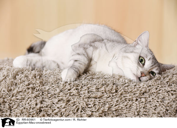 gyptische-Mau-Mischling / Egyptian-Mau-crossbreed / RR-60961