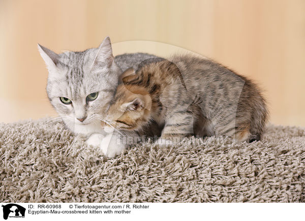 Egyptian-Mau-crossbreed kitten with mother / RR-60968
