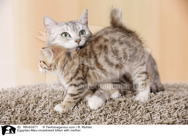Egyptian-Mau-crossbreed kitten with mother / RR-60971